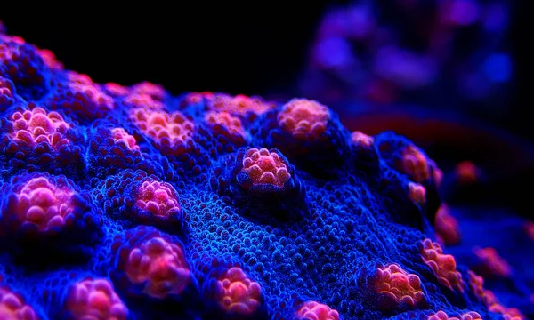 Halloween Screamer Chalice Coral Macro Shot Echinophyllia — стоковое фото