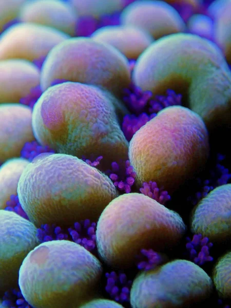 Montipora Sps Mercan Polipleri Üzerinde Ultra Sualtı Makro — Stok fotoğraf