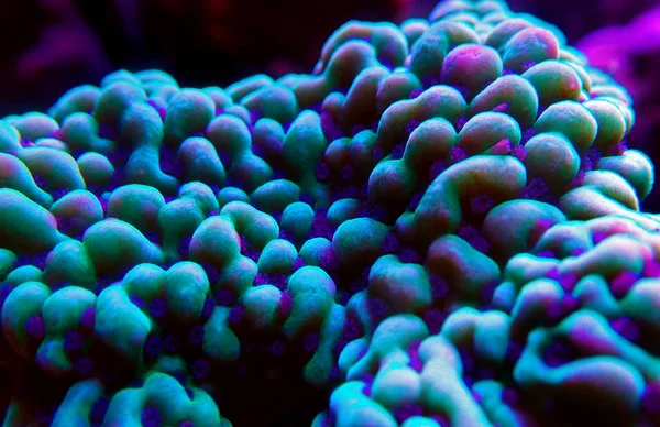Εξαιρετικά Υποβρύχια Μακρο Montipora Sps Κοραλλιογενείς Πολυπόδων — Φωτογραφία Αρχείου