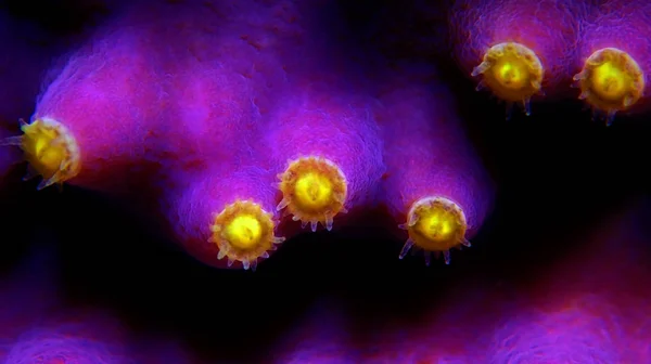 Polypes Macro Jaunes Sur Corail Violet Turbinaria Sps — Photo