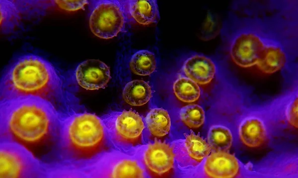 Polypes Macro Jaunes Sur Corail Violet Turbinaria Sps — Photo