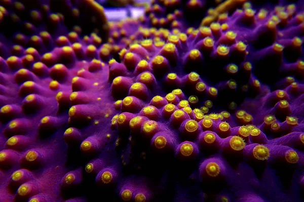 Makro Sarı Polipler Mor Turbinaria Sps Mercan Üzerinde — Stok fotoğraf