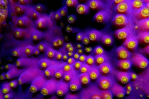 Macro Yellow Polyps Purple Turbinaria Sps Coral — Stock Photo, Image