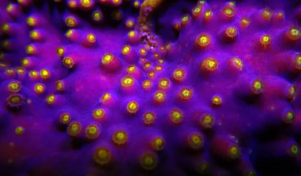 Polypes Macro Jaunes Sur Corail Violet Turbinaria Sps — Photo