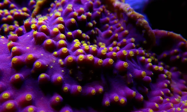 Polypes Macro Jaunes Sur Corail Violet Turbinaria Sps — Photo