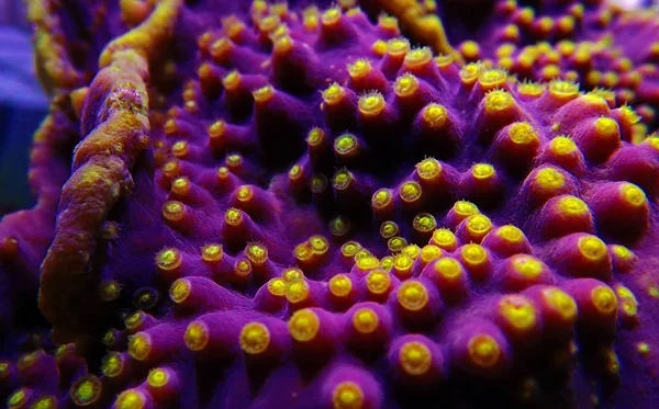 Макро Желтые Полипы Фиолетовых Кораллах Turbinaria Sps — стоковое фото
