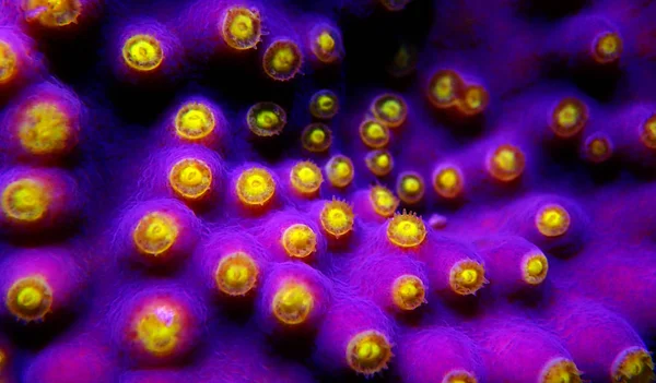 Макро Желтые Полипы Фиолетовых Кораллах Turbinaria Sps — стоковое фото