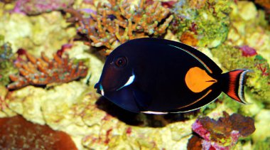 Achilles cerrah balık Tang - (Acanthurus Aşil) 