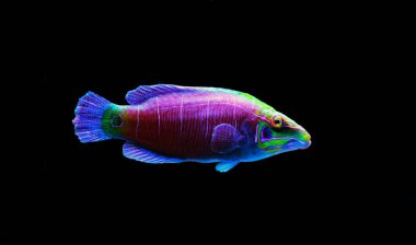 Gizemli Wrasse balığı - (Pseudocheilinus ocellatus) 