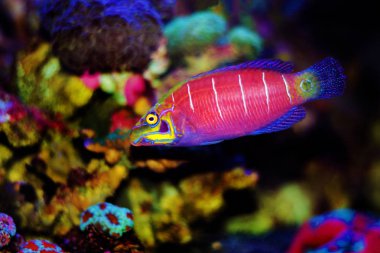 Gizemli Wrasse balığı - (Pseudocheilinus ocellatus) 