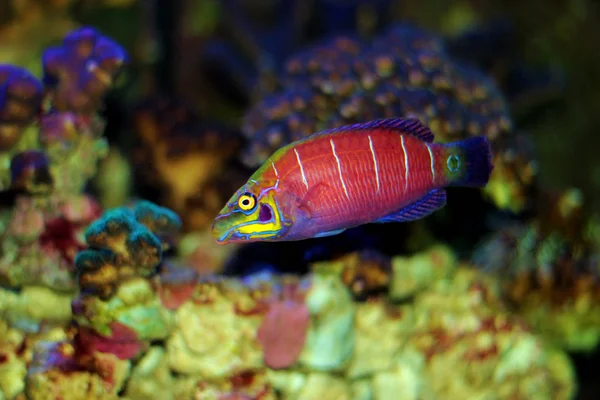 Ψάρια Του Είδους Mystery Wrasse Pseudocheilinus Ocellatus — Φωτογραφία Αρχείου