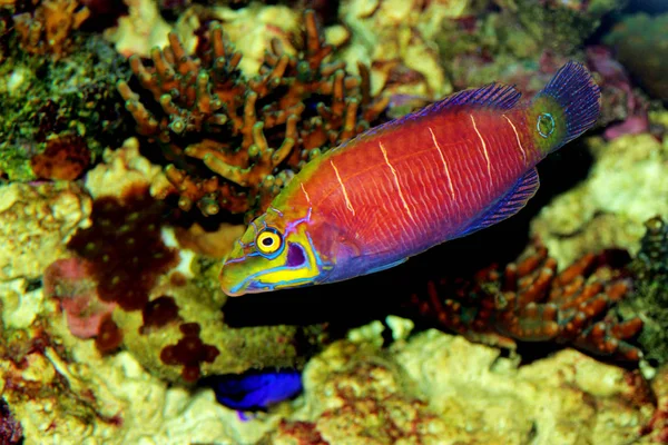 Мифическая Рыба Pseudocheilinus Ocellatus — стоковое фото