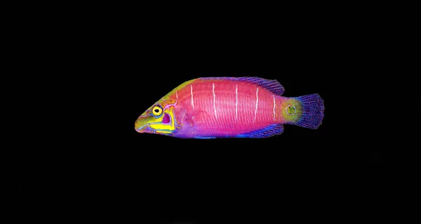 Peixes Espécie Mystery Wrasse Pseudocheilinus Ocellatus — Fotografia de Stock