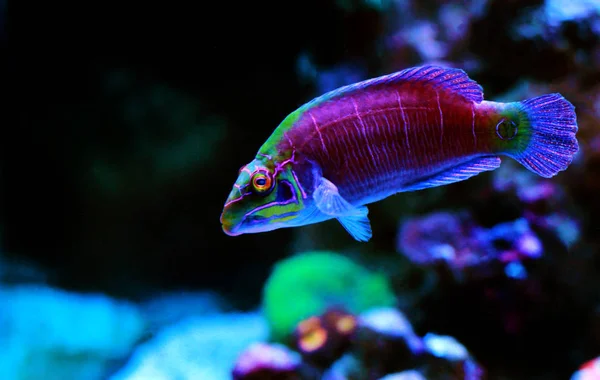 ミステリーラッセ魚 Pseudocheilinus Ocellatus — ストック写真