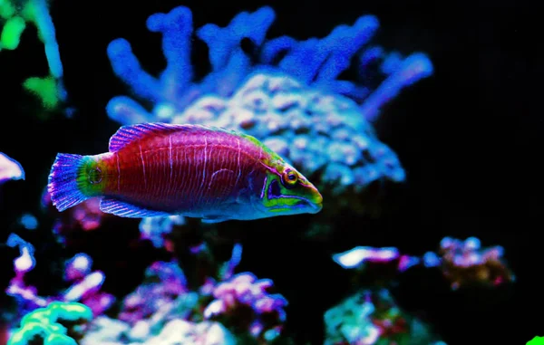 Mystery Wrasse Fish Pseudocheilinus Ocellatus — Stock Photo, Image