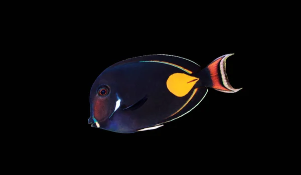 Achilles Chirurg Ryb Tang Acanthurus Achilles — Zdjęcie stockowe