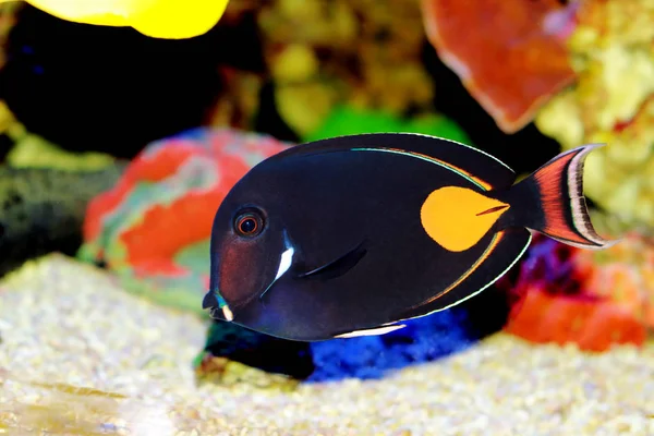 Achilles Surgeon Fish Tang Acanthurus Achilles — Stock Photo, Image