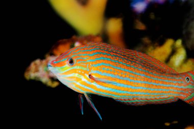 Kuyruk spot Hoeven 's melanurus Wrasse-(Halichoeres melanurus) 