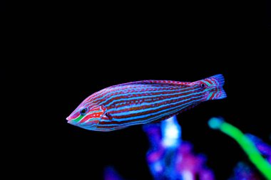 Kuyruk spot Hoeven 's melanurus Wrasse-(Halichoeres melanurus) 