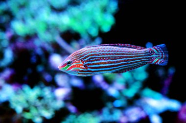 Kuyruk spot Hoeven 's melanurus Wrasse-(Halichoeres melanurus) 