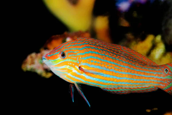 Tail Spot Hoeven Melanurus Wrasse Halichoeres Melanurus — стоковое фото