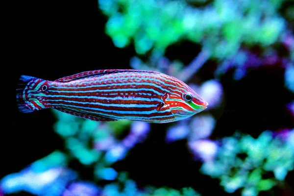 Tail Spot Hoeven Melanurus Wrasse Halichoeres Melanurus — Fotografia de Stock