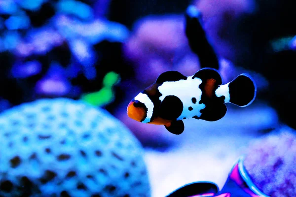 Czarny Lód Snowflake Amfiprion Plamisty Clownfish Amphiprion Amfiprion Plamisty — Zdjęcie stockowe