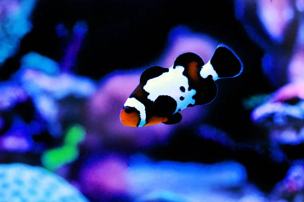 Hitam Snowflake Ocellaris Clownfish Amphiprion Ocellaris — Stok Foto