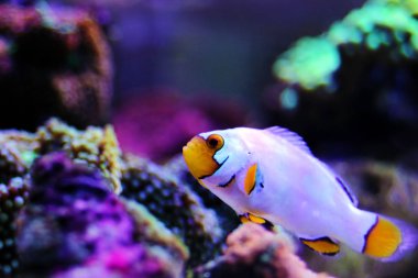 Esir yetiştirilen aşırı kar Onyx clownfish-(Amphriprion Ocellaris x Amphriprion perçikolata) 