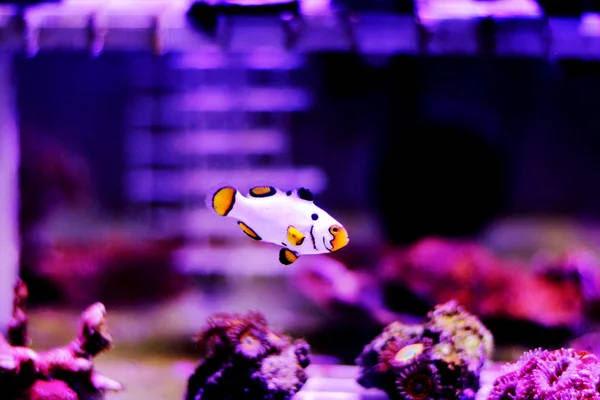 Captive Bred Extreme Snow Onyx Clownfish Amphriprion Ocellaris Amphriprion Percula — Stock Photo, Image