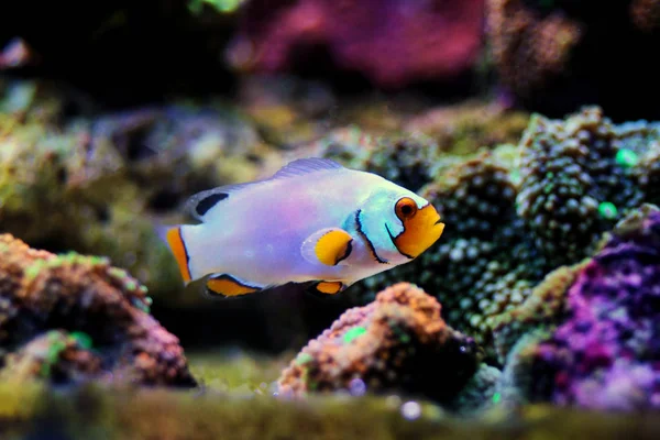 Captive Bred Extreme Snow Onyx Clownfish Amphriprion Ocellaris Amphriprion Percula — Stock Photo, Image