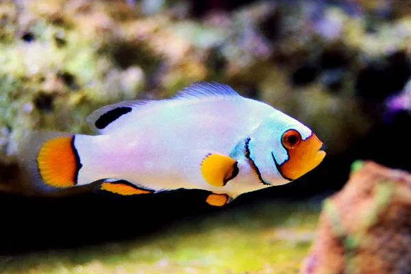 Captive Bred Extreme Snow Onyx Clownfish Amphriprion Ocellaris Amphriprion Percula — Stock Photo, Image