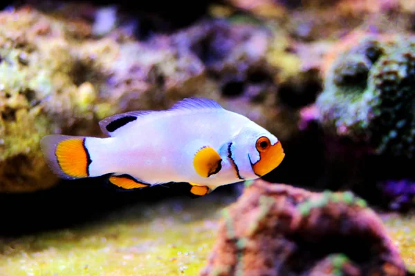 Captive Bred Extreme Snow Onyx Clownfish Amphriprion Ocellaris Amphriprion Percula — Stock Photo, Image