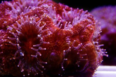 Acanthastrea LPS mercan sualtı shot