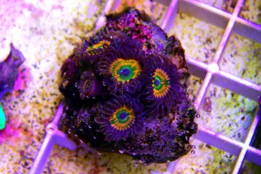 Sunny D-Karayip denizinden pahalı zoanthus polipler