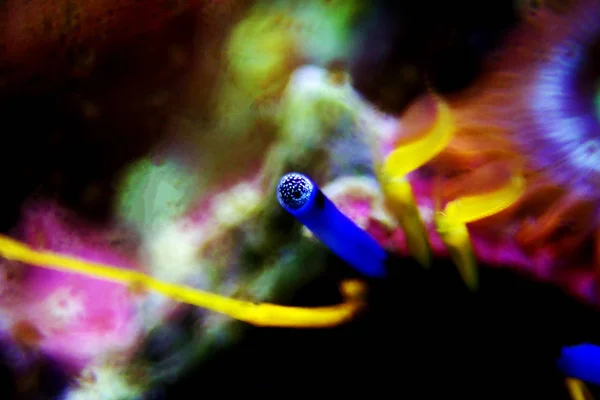 Ojo Cangrejo Ermitaño Invertebrado Acuario Peces —  Fotos de Stock