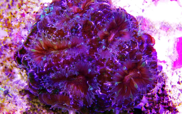 Acanthastrea Lps コーラル水中ショット — ストック写真