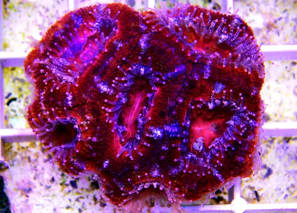 Acanthastrea Lps Korall Víz Alatti Lövés — Stock Fotó