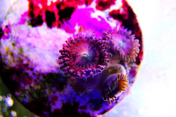 Underwater Macro Shot Stardust Pink Zoanthus — Stock Photo, Image