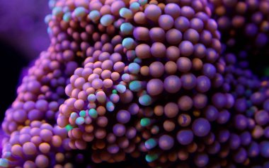 Ricordea florida mushroom - Underwater macro shot clipart