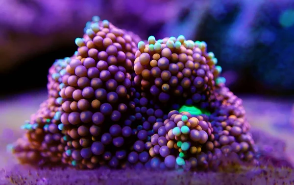 Ricordea Florida mantar-sualtı makro shot