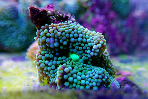 Ricordea Florida Pilz Unterwasser Makroaufnahme — Stockfoto