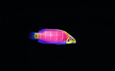 Mercan resif akvaryum tankı Mystery Wrasse