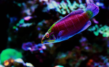 Mercan resif akvaryum tankı Mystery Wrasse