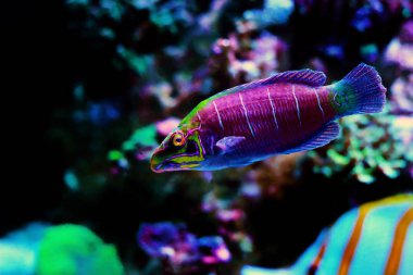 Mercan resif akvaryum tankı Mystery Wrasse