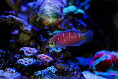 Mercan resif akvaryum tankı Mystery Wrasse