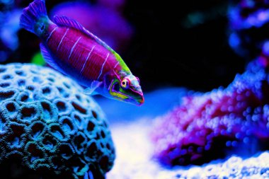 Mercan resif akvaryum tankı Mystery Wrasse