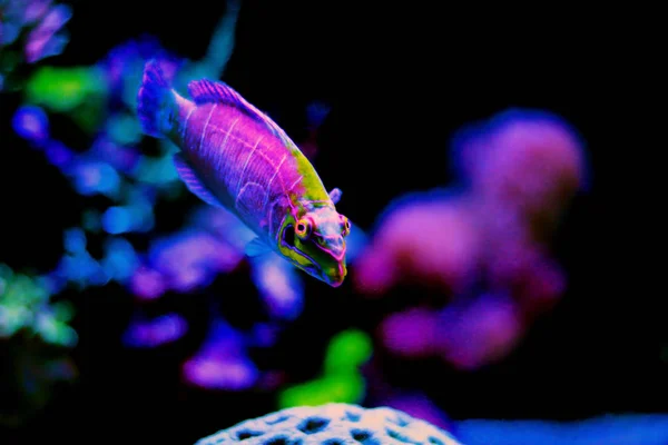 Misterio Wrasse Tanque Acuario Arrecife Coral — Foto de Stock