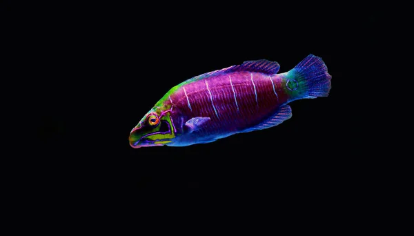 Mystère Wrasse Dans Aquarium Récifal Corallien — Photo