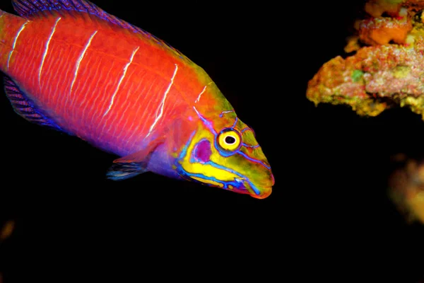 Mystère Wrasse Dans Aquarium Récifal Corallien — Photo